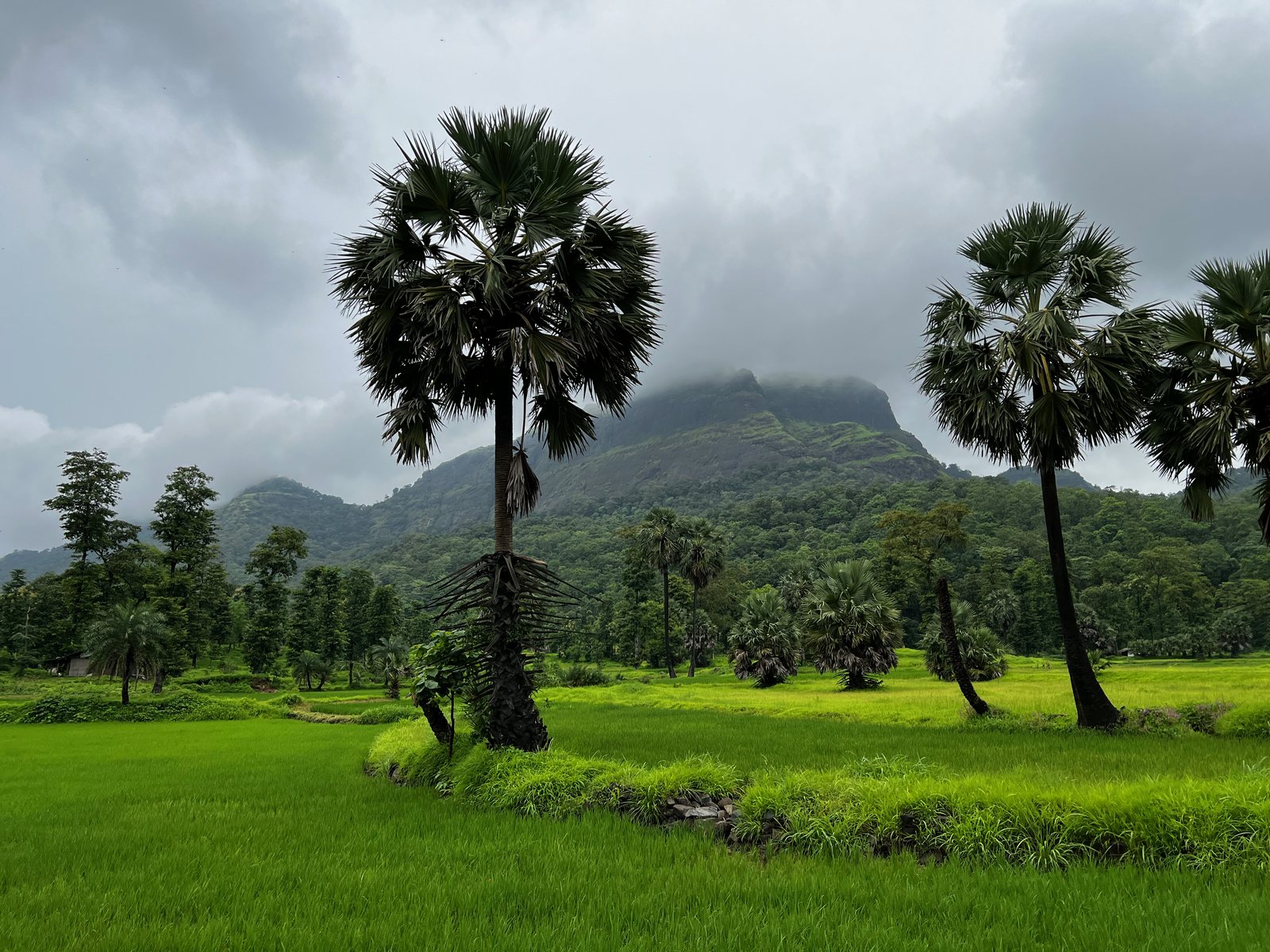 Asherigad