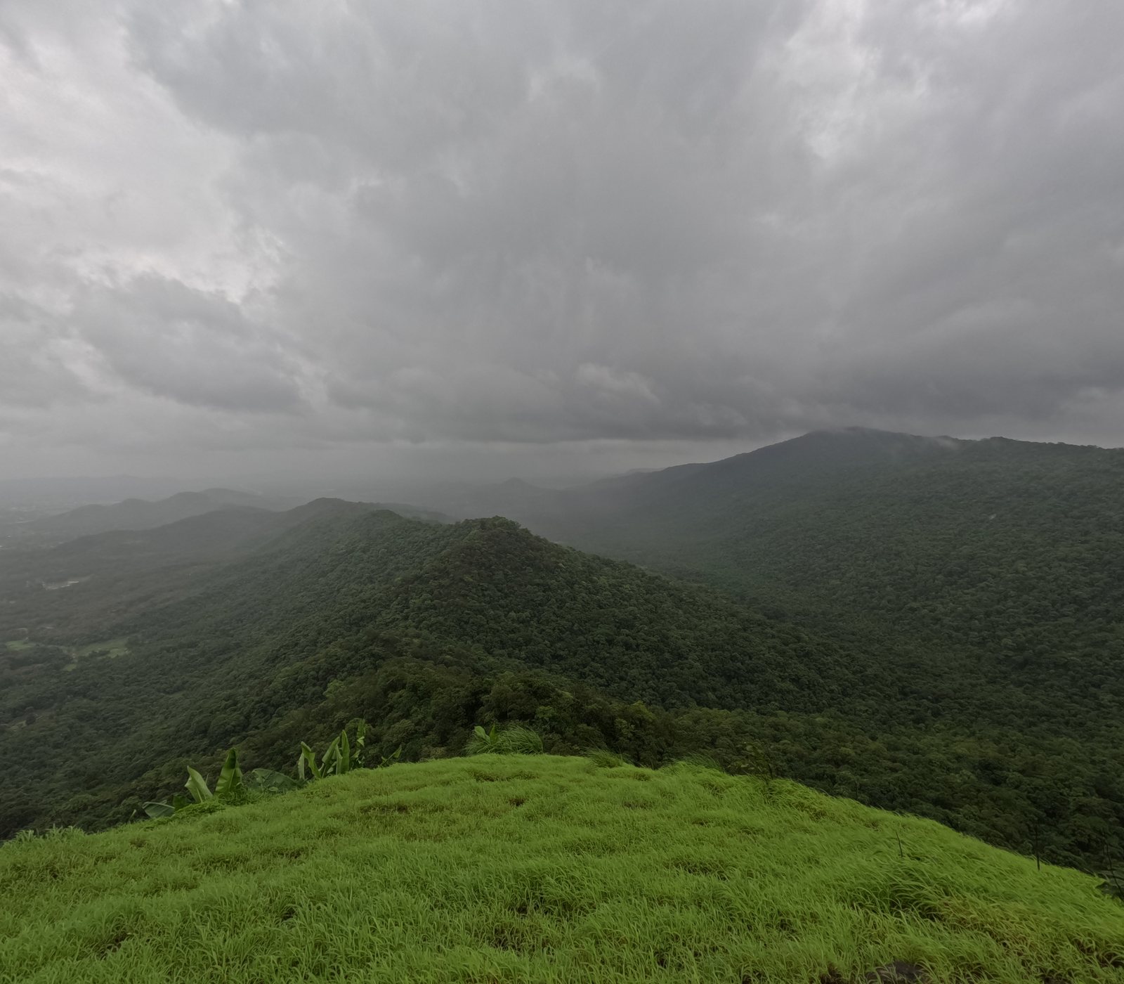 Gumtara