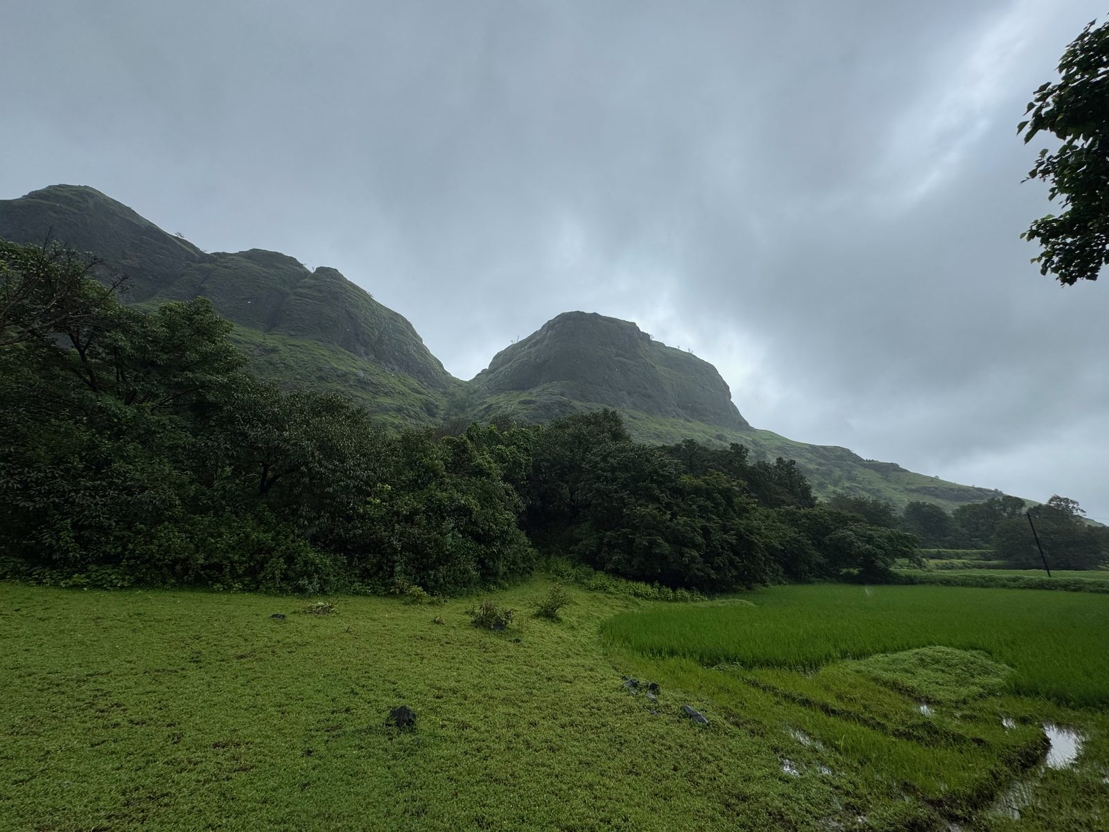 Nimgiri