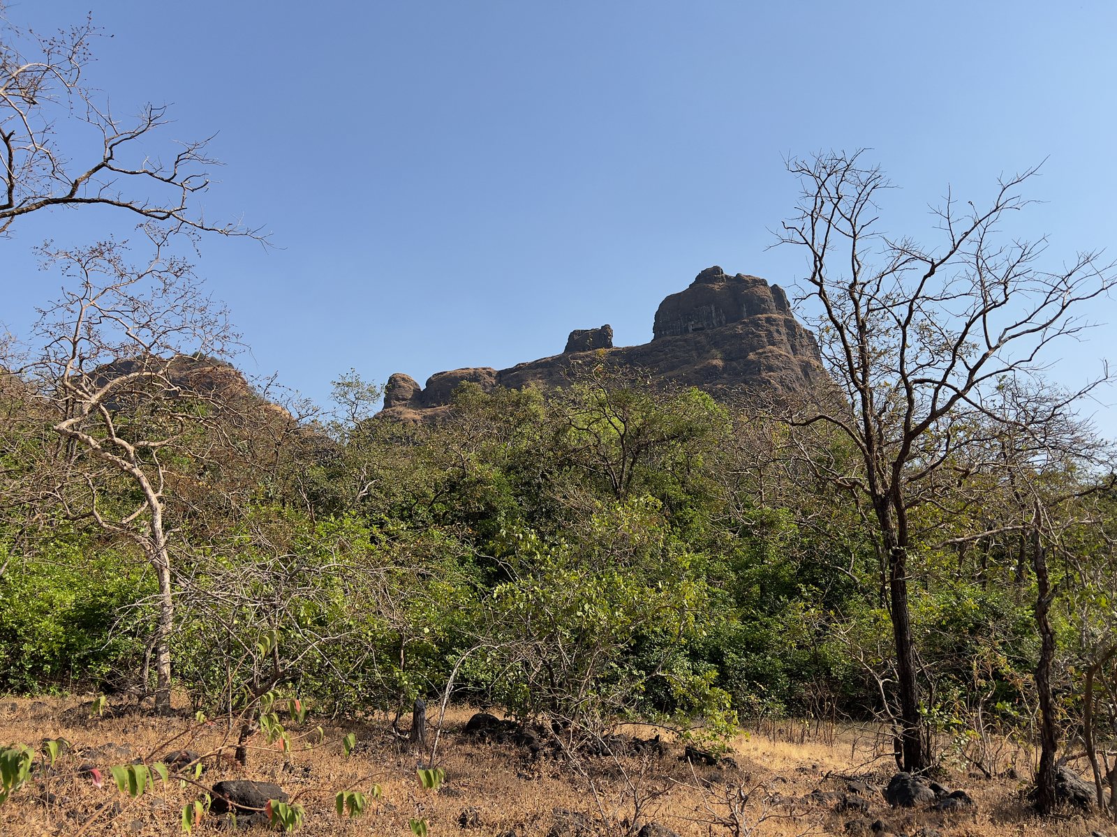 Padargad